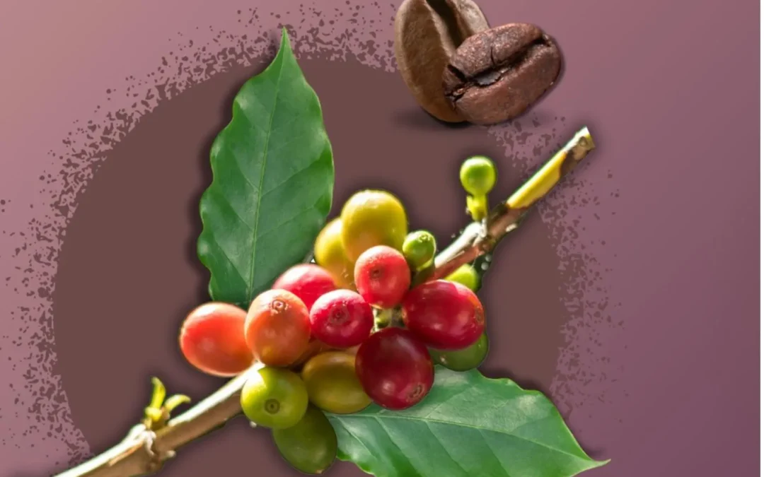 Teknologi Pengolah Kopi