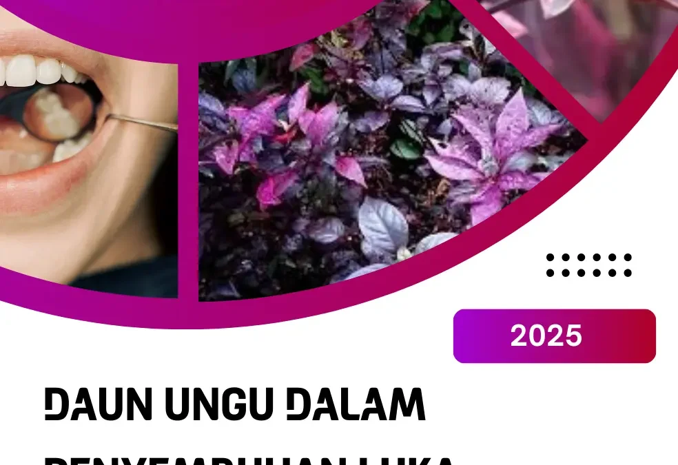 Daun Ungu Dalam Penyembuhan Luka Mukosa Mulut