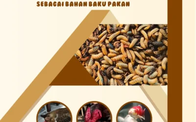 Mengulik Potensi Maggot Sebagai Bahan Baku Pakan